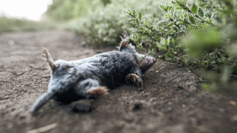 Signs Wildlife Has Moved Into Your Attic, Walls, Or Crawl Space