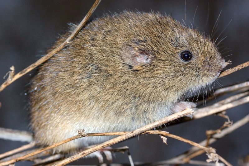 Wildlife Control Cost Analysis — Cost of Wildlife Control