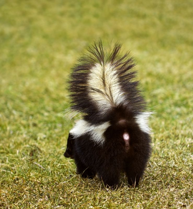 Skunk in Yard
