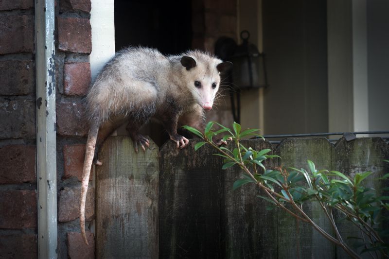 Opossum in Garage