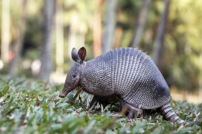 Avoid Structural Issues with Armadillo Removal!