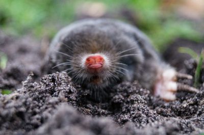 Commercial and Residential Mole Control Service!