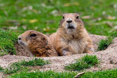 Enjoy a Pest Free Yard!