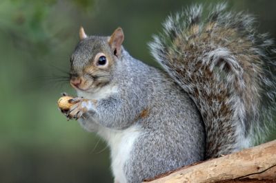 Ensure Peace of Mind with Squirrel Removal Service!