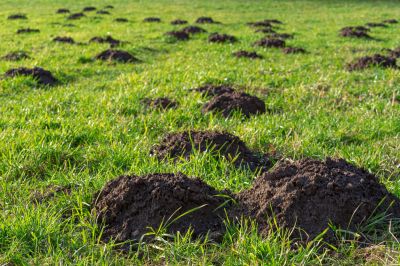Get Garden Protection with Mole Control Service!