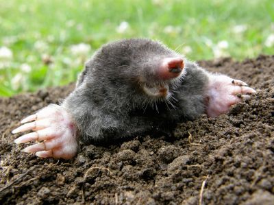 Get Lawn Preservation with Mole Control Service!