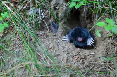 Improve Safety with Mole Control Service!