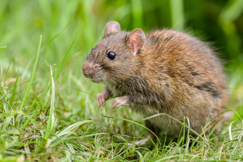 Humane Animal Relocation