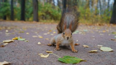 Preserve the Garden and Landscaping with Squirrel Removal!