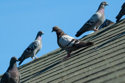 Preserve Your Property with Bird Removal Service!