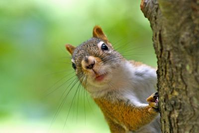 Prevent Property Damage with Squirrel Removal Service!