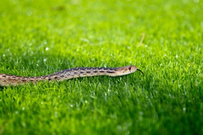 Protect Your Pets and Livestock!