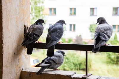 Reduce Noise with Bird Removal!